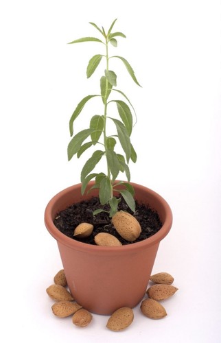 Sweet almond tree - , seedlings