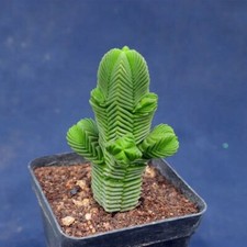 5CM Succulent Plant Crassula Quadrangularis Crassulaceae Garden Plant Beautiful