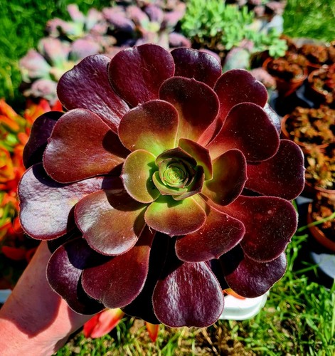 Aeonium velour black - aeonium,