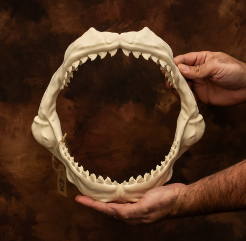 Tiger shark jaws and - jaws,