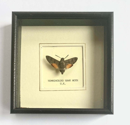 Real hummingbird hawk moth - hawk,