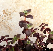Crassula Pellucida Rubra