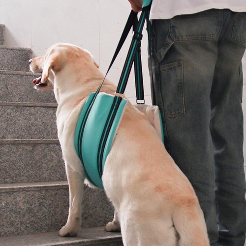 Dog support harness - support,