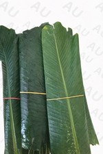 MOI MOI & EKO FRESH LEAVES