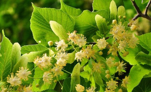 Linden tree tilia - tree, (tilia