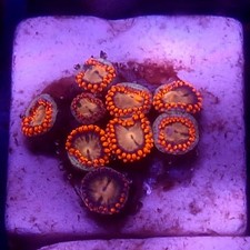 WYSIWYG 9 Polyps Red & Blue Zoas coral frag - See description corals frags