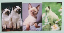Postcards (Lot of 3) - KITTENS - CATS - SIAMESE - BURMESE (JLBIN1-5)