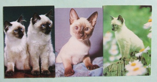 Postcards kittens - postcards,