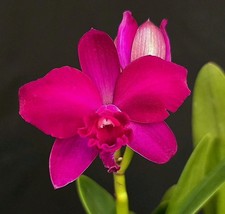 Mini Cattleya Hybrid Deep