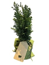 Juniper Bonsai Starter Tree