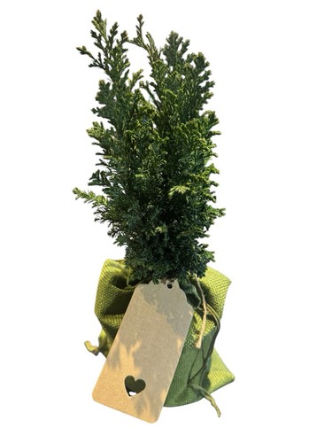 Juniper bonsai starter tree - juniper,