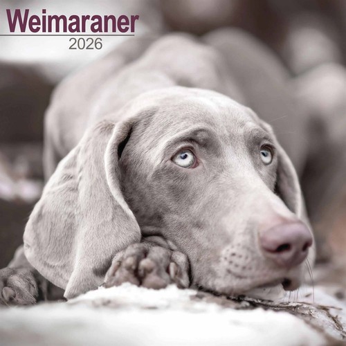 Weimaraner calendar 2026 wall - calendar,