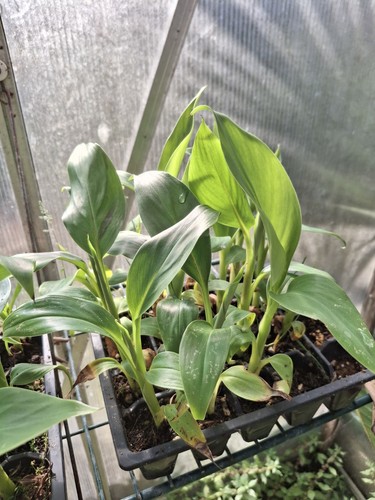 Musa sikkimensis red tiger - musa, 'red