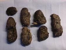 English Wild Barn Owl Pellets (pack of 7)