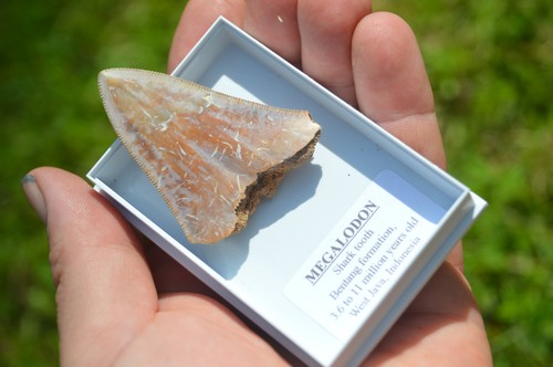 Wow genuine megalodon - wow,,