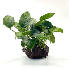 Anubias barteri var. nana on