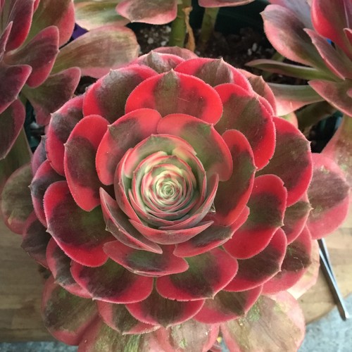 Aeonium pink lady cutting - pink,
