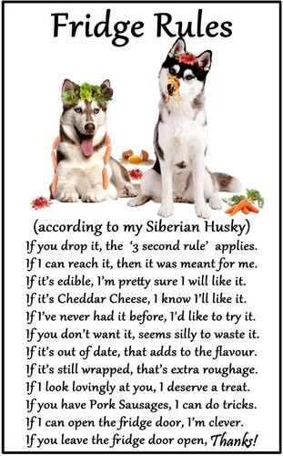 Siberian husky gift fridge - gift,