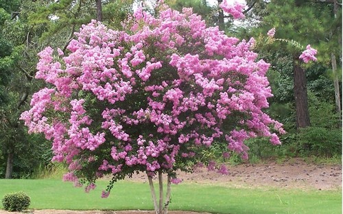 Common crape myrtle tree - common,