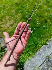 Tirachoidea jianfengligensis eggs (x30) - Giant Stick Insect/Phasmids