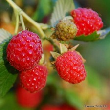 Raspberry 'Glen Doll' - 10 canes NATIONWIDE DELIVERY