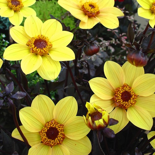 Dahlia tuber happy - tuber,