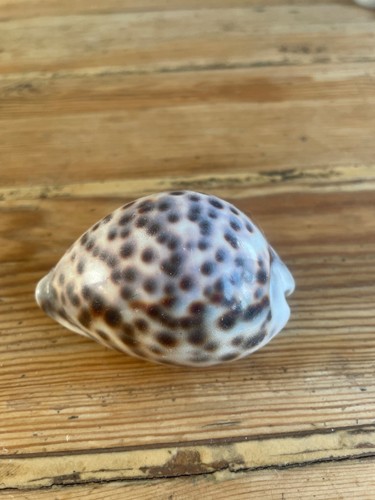 Tiger cowrie seashell 5cm - seashell, 7.5cm