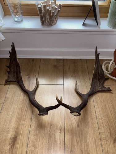 Royal fallow deer scottish - fallow,