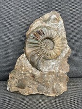 Scunthorpe Fossil Ammonite
