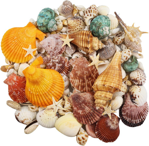 135 pcs sea shells mixed - 135,