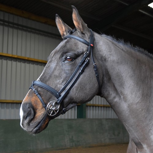 Whitaker ready ride - ready,