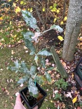 Williowleaf English Oak 