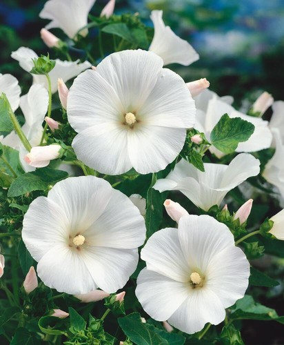 Lavatera mont blanc - ha,, sow