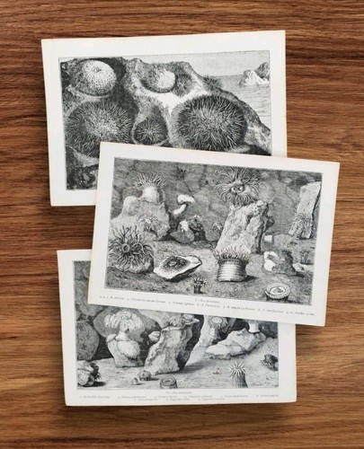 Set antique 1880s sea anemones - set,