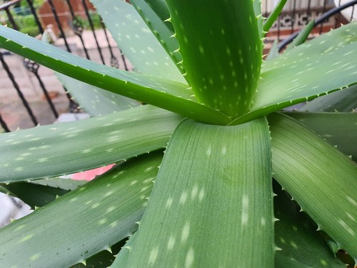 Large aloe vera plant rare - large,