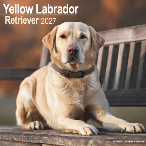 Labrador ret 2027 - ret,
