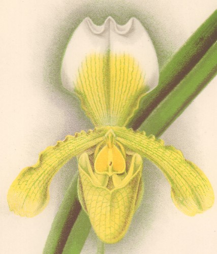 Orchid cypripedium insigne - orchid,