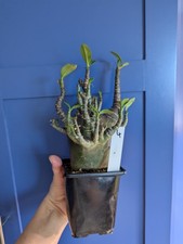 Adenium Arabicum Black Skin