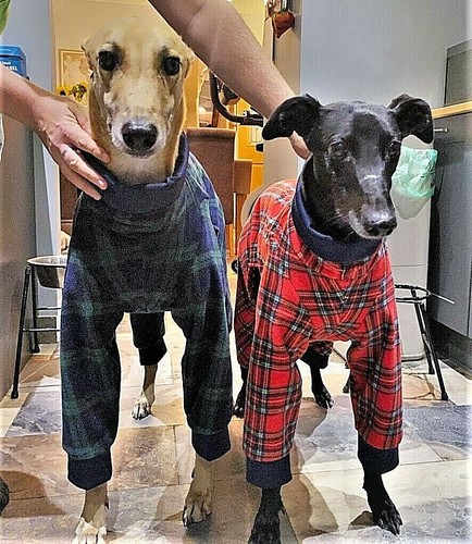 Tartan fleece dog - tartan,