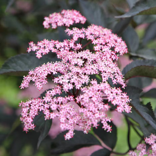 Sambucus nigra black - sambucus, tower