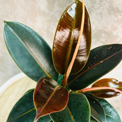Ficus elastica melany 14cm - elastica, in