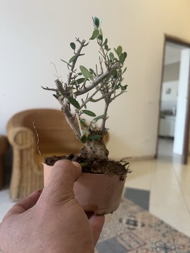 Olive bonsai mediterranean - olive,