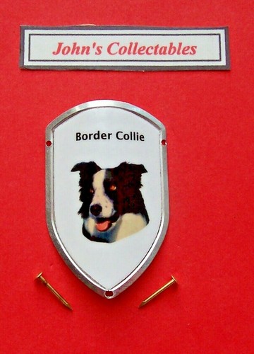 Border collie walking - collie, (dog)