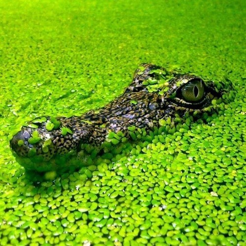 2500 duckweed pond live - 2500,