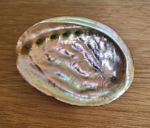 Large abalone shell multi - large,