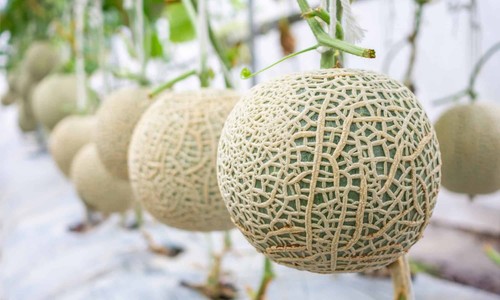 Melon cantaloupe plug - melon,