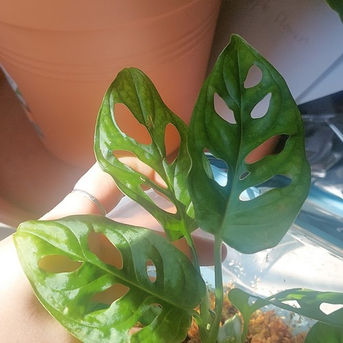 Monstera adansonii swiss - monstera,
