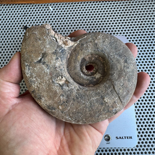 Ready prep large - large, ammonite