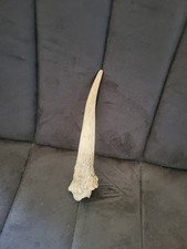 6 Inch Deer Antler
