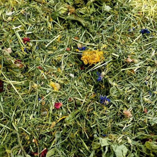 Tortoise edible bedding - edible,